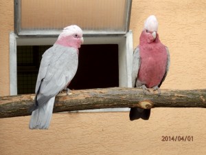 kakadu ružový 3
